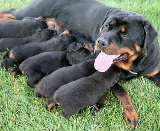 Рацион кормления собаки после родов